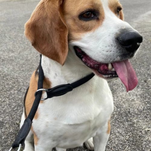 Donne chien beagle lof #1