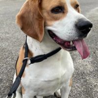 Donne chien beagle lof #1