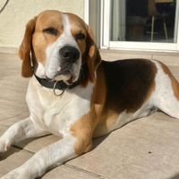 Donne chien beagle lof #0