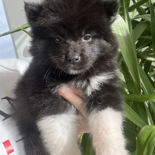 Pomsky chiots #0