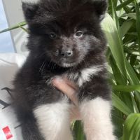Pomsky chiots