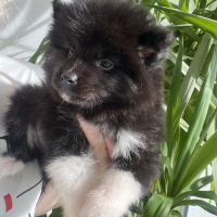 Pomsky chiots #3