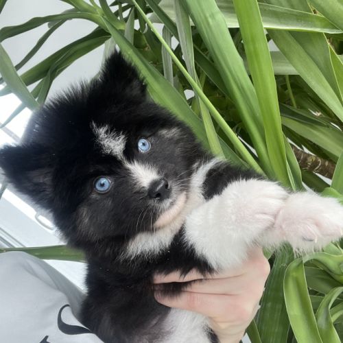 Pomsky chiot #1