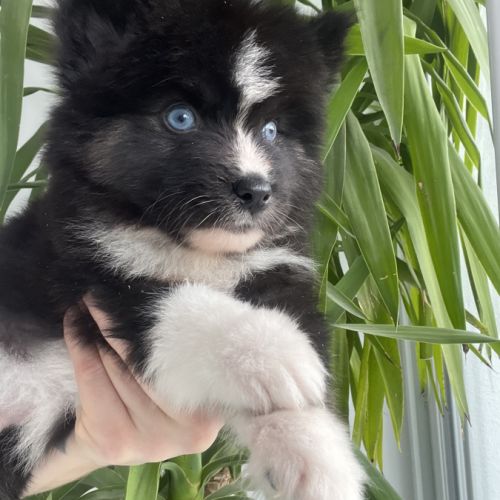 Pomsky chiot #2