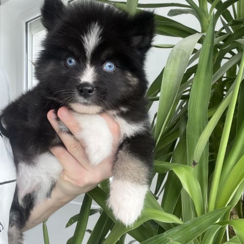 Pomsky chiot #4