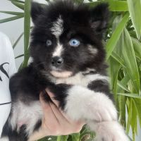 Pomsky chiot