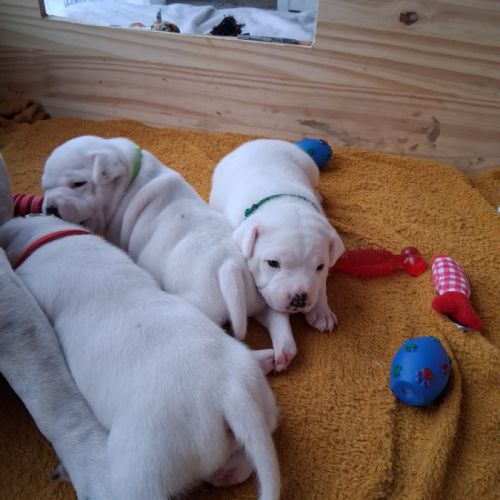 A reserver chiot staffie #1