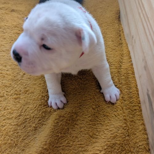 A reserver chiot staffie #9
