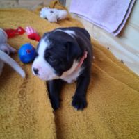 A reserver chiot staffie #2