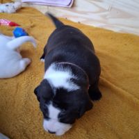 A reserver chiot staffie #3