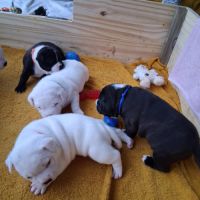 A reserver chiot staffie #4