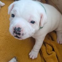 A reserver chiot staffie #5