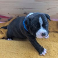 A reserver chiot staffie #0