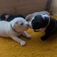 A reserver chiot staffie #7