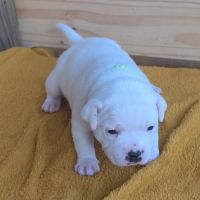 A reserver chiot staffie #8