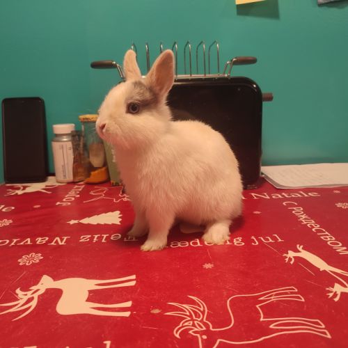 Lapin nain femelle #1