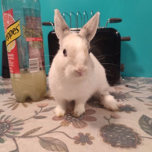 Lapin nain femelle