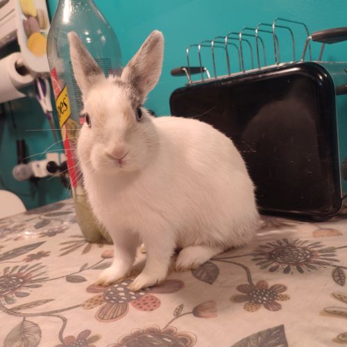 Lapin nain femelle #5