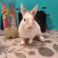 Lapin nain femelle #0