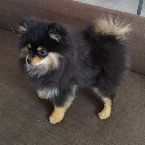 Chiots spitz lof