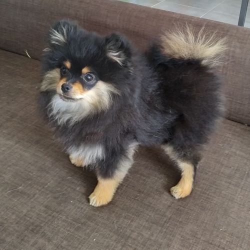 Chiots spitz lof #2