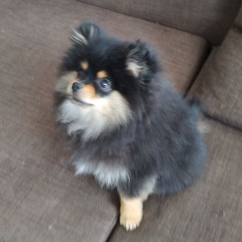 Chiots spitz lof #3