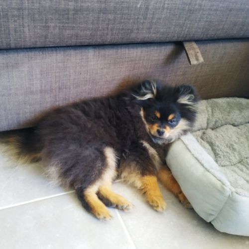 Chiots spitz lof #4