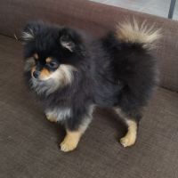 Chiots spitz lof