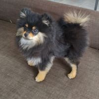 Chiots spitz lof #2