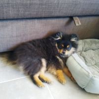 Chiots spitz lof #4