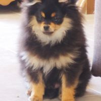 Chiots spitz lof #5