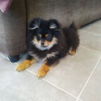 Chiots spitz lof #6