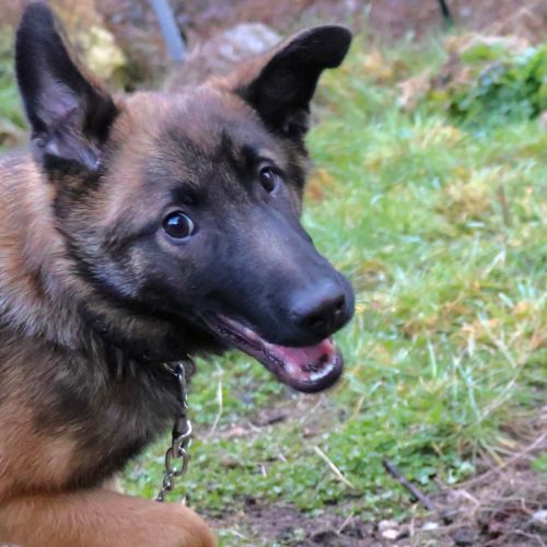 Chiot x malinois à l'adoption ! #1