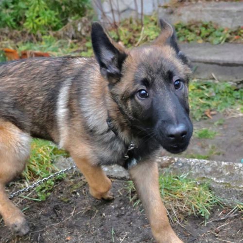 Chiot x malinois à l'adoption ! #2