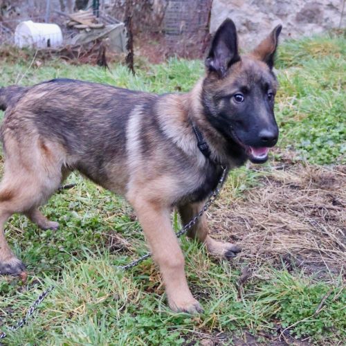 Chiot x malinois à l'adoption ! #4