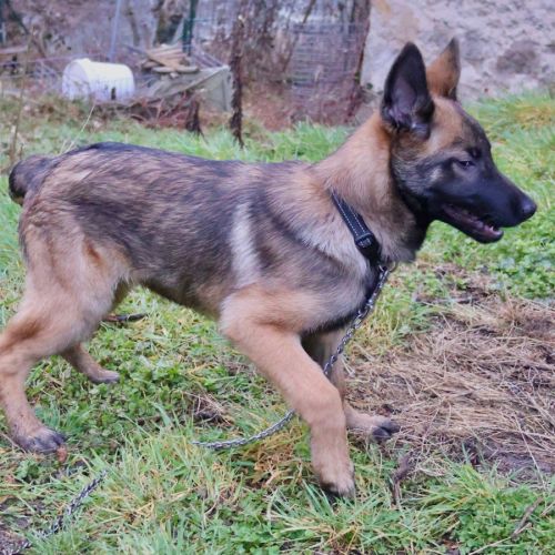 Chiot x malinois à l'adoption ! #5