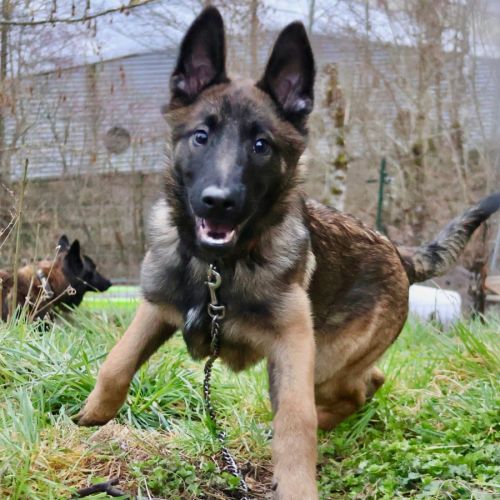 Chiot x malinois à l'adoption !