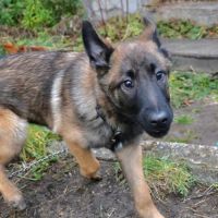 Chiot x malinois à l'adoption ! #2