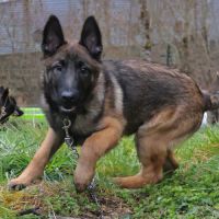 Chiot x malinois à l'adoption ! #3