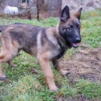 Chiot x malinois à l'adoption ! #4