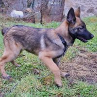 Chiot x malinois à l'adoption ! #5