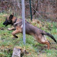 Chiot x malinois à l'adoption ! #6