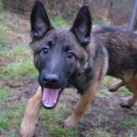 Chiot x malinois à l'adoption ! #8