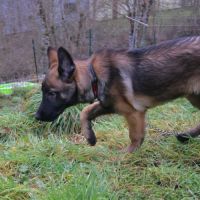 Chiot x malinois à l'adoption ! #9