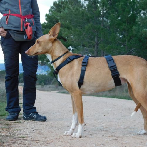 Sombra, petite chienne podenca de 4 ans #1