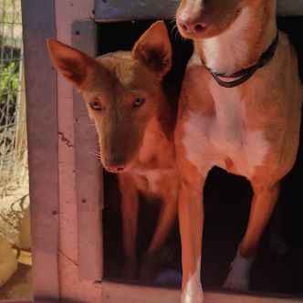 Sombra, petite chienne podenca de 4 ans #3