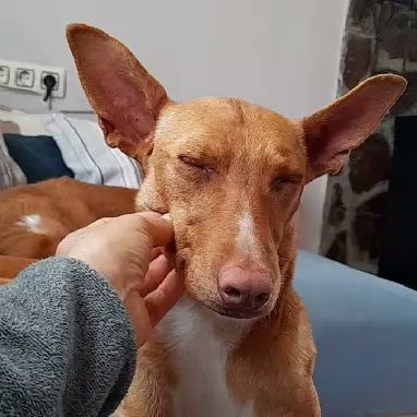 Sombra, petite chienne podenca de 4 ans #5