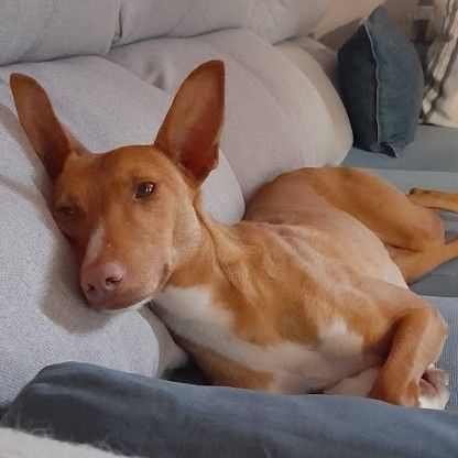 Sombra, petite chienne podenca de 4 ans