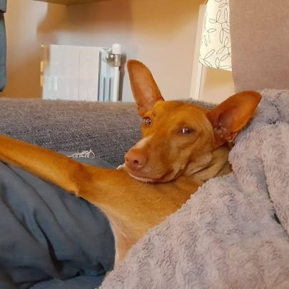 Sombra, petite chienne podenca de 4 ans #7