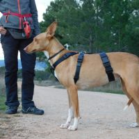 Sombra, petite chienne podenca de 4 ans #1